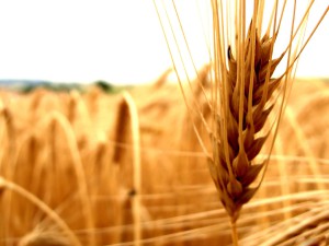 Ингредиенты для мыла - масло пшеницы